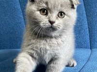 Yavru scottish fold kedimiz