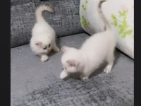 SAFKAN MAVİ GÖZ BRİTİSH YAVRUMUZ