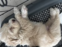 Maltipoo yavru