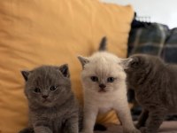 British blue point yavru