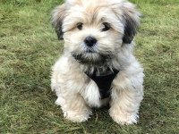 Morkie Yavrularımızı Canlı Görerek Alabilirsiniz