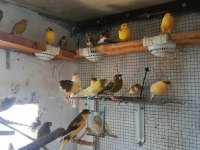 Huzurr arayan kafa dinlemek ruhunu rahatlamak isteyenlere