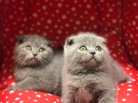 SCOTTISH FOLD GRİ YAVRULARIM 