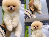 81 ile sağlıklı gönderim POMERANİAN BOO