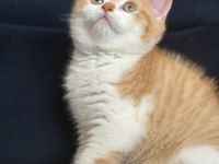 Safkan British Shorthair Red bicolor 3 aylık erkek