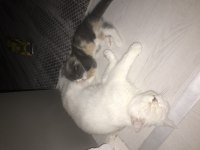 70 günlük scottish fold dişi