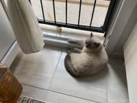 Kedimiz Leoya ömürlük yuvasını arıyoruz