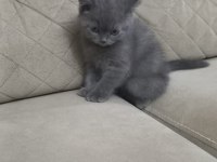 British shorthair kedimize yeni yuva aranıyor