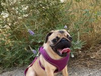 Pug köpeği dişi