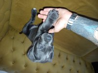 DEV CANE CORSO BLUE YAVRUMUZ DİŞİ