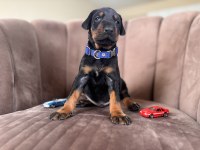 Doberman yavrularımız rezerveye açılmıştır