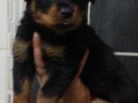 Orijinal rottweiler bebekler