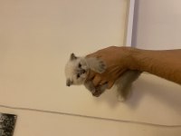 A kalite ev üretimi scottish fold bebekler