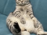 1.5 yaş oturan scottish fold kedimiz