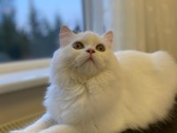 İran persian erkek kedimiz var dişi arıyoruz