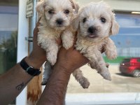 Maltipoo Adrese Teslim, Kapıda Ödeme Yapabilirsiniz