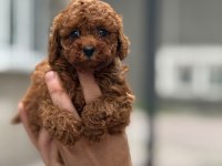 Sağlık Ve Irk Garantili Toy Poodle Köpeği