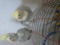 2 yaşında çift sultan papağani kafesiyle yuvaligiyla satilik