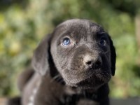 Cane corso yavrular