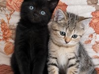 British shothair silver tabby cocolate