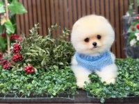Erkek pomeranian teddy bear