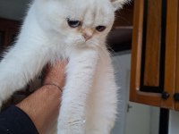 Show kalite british shorthair yavrular