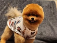 1 yaşında efsane ötesi erkek teddy bear surat pomeranian