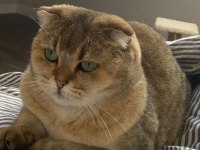 Scottish fold dişi