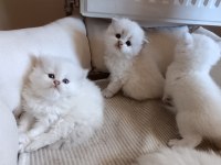 Anne baba full şecereli olup british shorthair yavrular