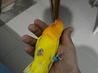 Yavru Cennet Papağanı 3 Aylık