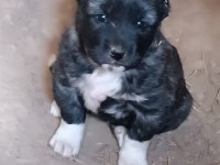 KANGAL YAVRUSU
