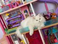 Chinchilla kedimiz bellaya erkek damat adayı arıyoruz
