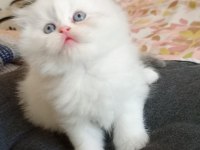 RENGARENK CHİNCHİLLA KEDİSİ