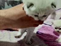 Scottish fold 2 aylık yavrular