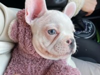 10 EKİM DOĞUMLU 6 AYLIK AŞIRI OYUNCU FRENCH BULLDOG