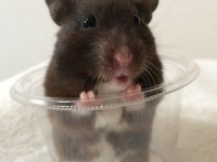 HAMSTER GONZALES YAVRULAR HERYERE GÖNDERİM
