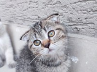 Scottish fold 2 aylıklar uygun puana