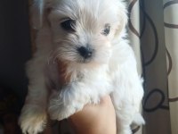 Dişi Kore Maltese Terrier