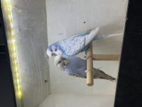 Bebek çek muhabbet kuşlar
