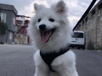 Pomeranian spitz