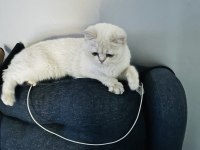 SAĞLIKLI UYSAL MİNNOŞ KEDİ