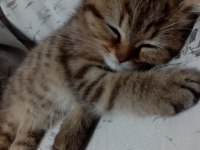 Dişi masum kedimiz
