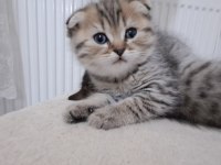 British shorthair ve scottish fold sahiplendirme