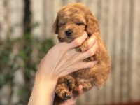 Muhteşem toy poodle