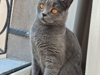 Alerji sebebi ile ücretsiz ankara içi kedimiz
