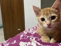 Kedimiz Gofrete ömürlük yuva arıyoruz