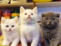Yavrular telsim hazır kalite sağlıklı british shorthair