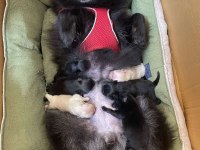 55 günlük dişi pomeranian boo bebek