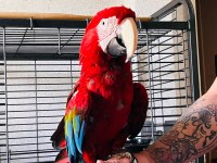 Kırmızı macaw papağanı
