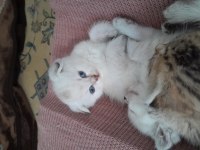 Scottish fold ve Scottish straight